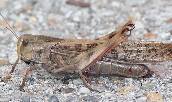 IPIFF welcomes approval of draft regulation on migratory locust