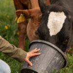 Overcoming regulatory hurdles for plant-based feed additives