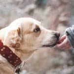 The pandemic changes the habits of dog owners