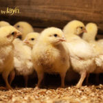 Layn Natural Ingredients launches natural feed additive TruGro® MYC