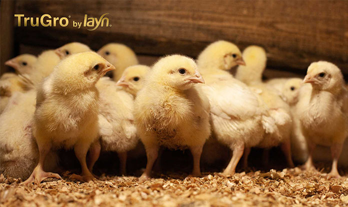 Layn Natural Ingredients launches natural feed additive TruGro® MYC