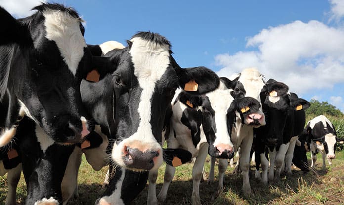 TRADILIN strengthens credentials in reduction of enteric methane emissions