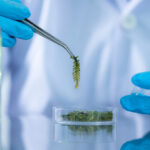 Single cell protein: the potential substitute of animal nutrition