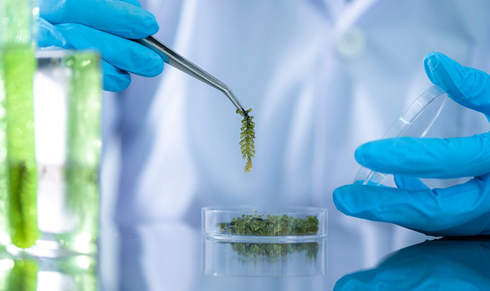 Single cell protein: the potential substitute of animal nutrition