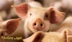 Layn Natural Ingredients launches natural feed additive TruGro® MYC