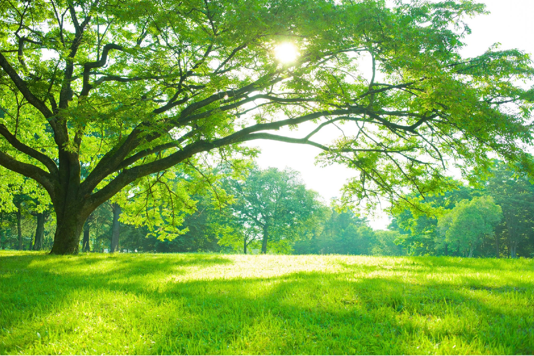 Lush green park with a large mature tree and sunlight filtering through the fresh spring leaves, creating a peaceful and vibrant outdoor scene.