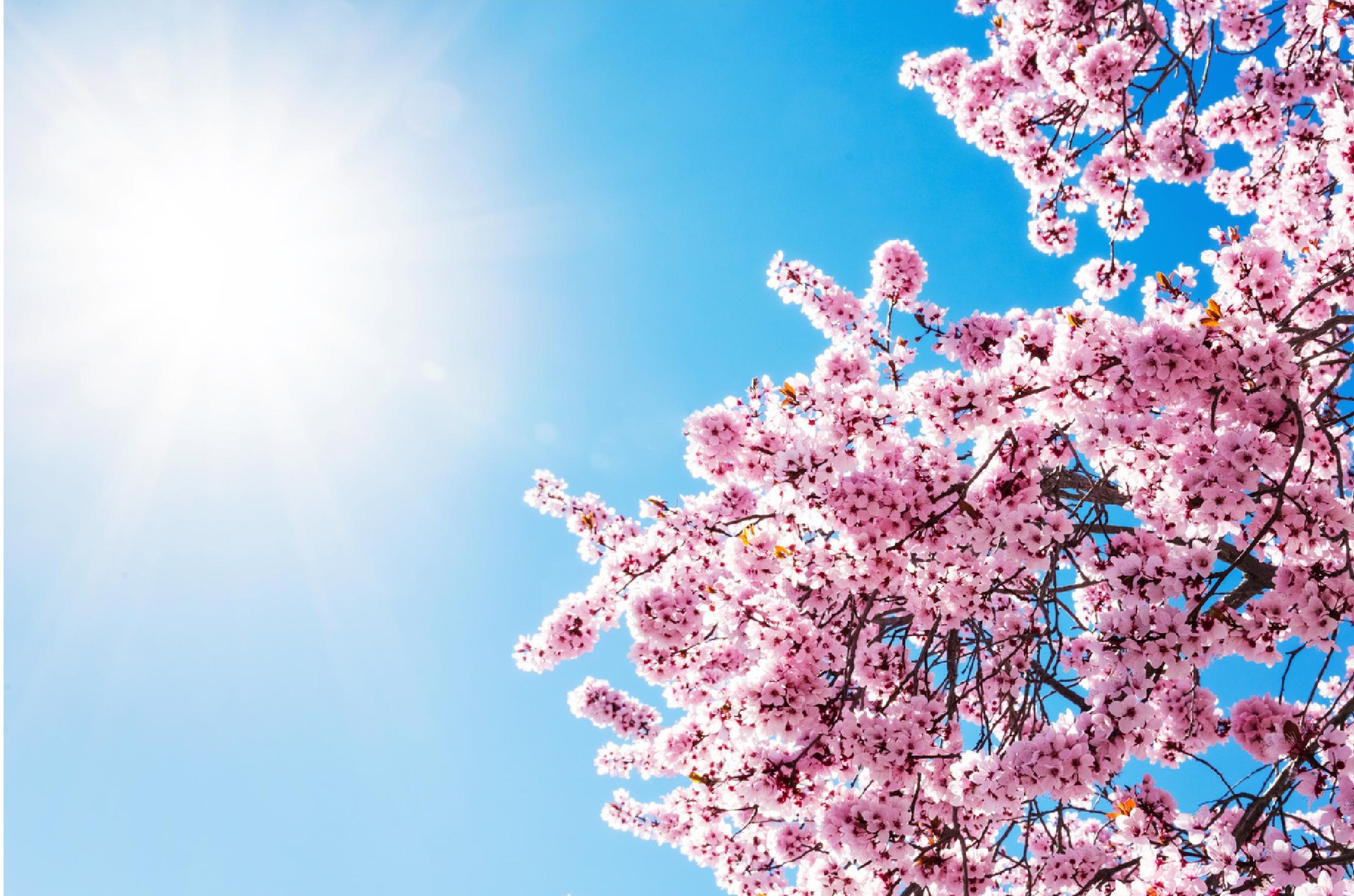 Pink cherry blossom tree against a bright blue sky with the sun shining.
