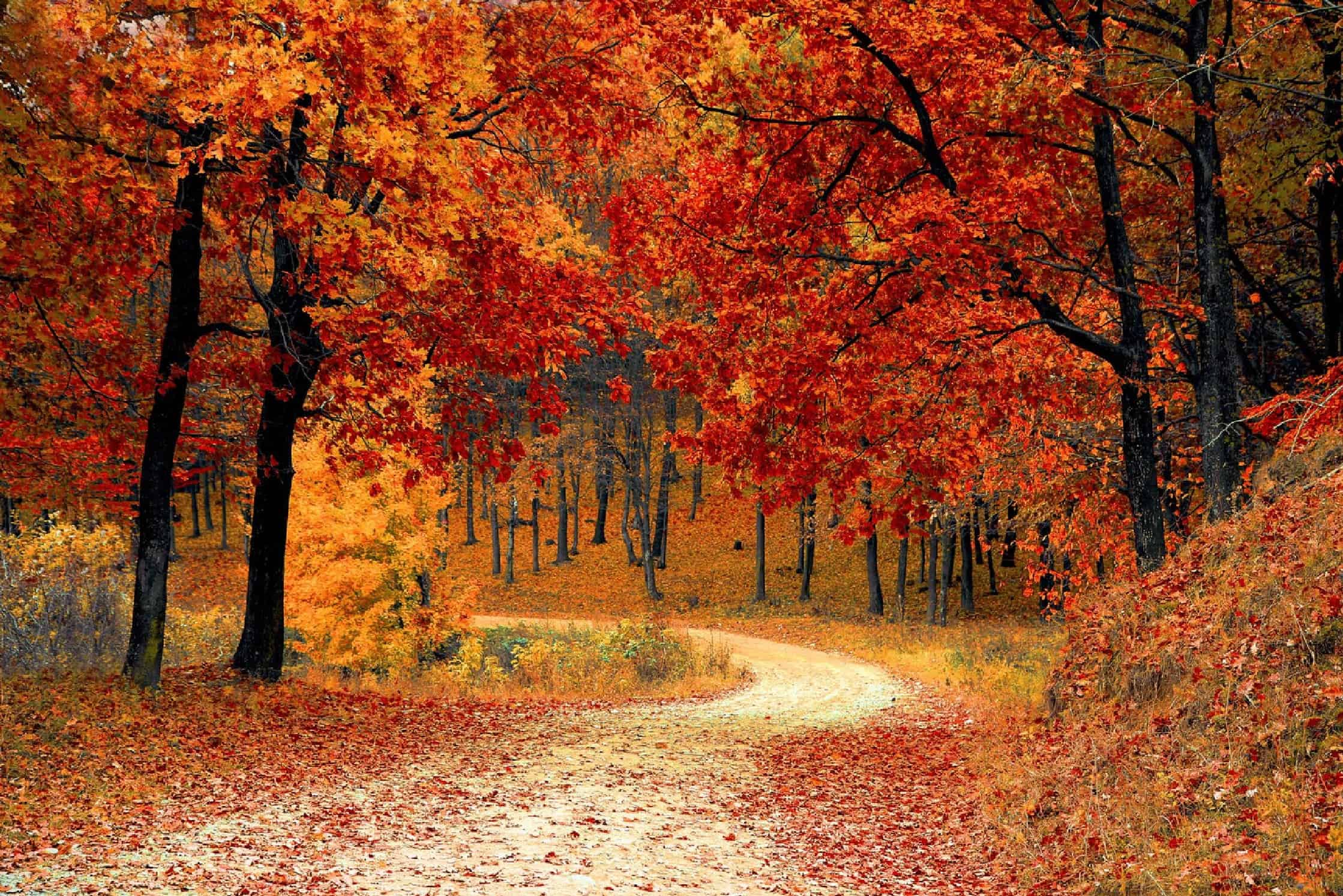Vibrant autumn forest scene with a winding dirt path surrounded by colourful fall foliage reds, oranges, and yellows. Perfect for outdoor, travel, and nature enthusiasts.