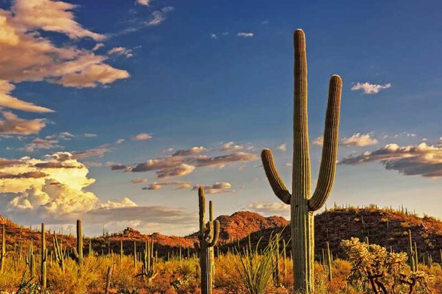 Cactus-saguaro-AdobeStock_121086347A-med-lo Cactus-saguaro-AdobeStock_121086347A-med-lo