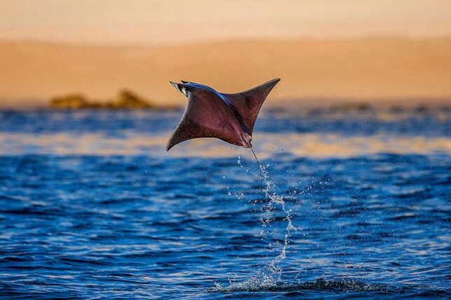 Ray-Mobula-non-sting-AdobeStock_196839653A-med-lo Ray-Mobula-non-sting-AdobeStock_196839653A-med-lo