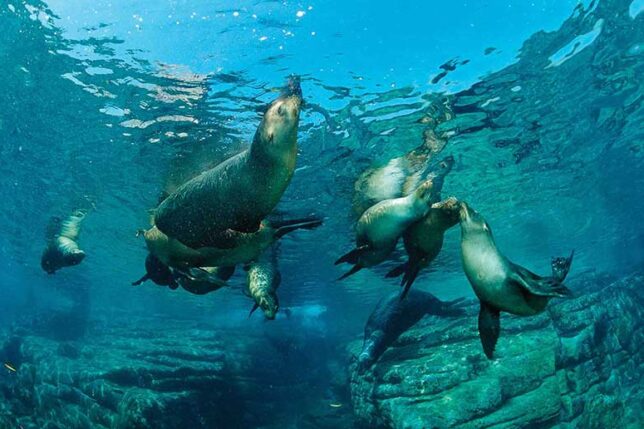 SeaLions-BirdIsland-RockyPoint-Mexico1-hi-med-lo SeaLions-BirdIsland-RockyPoint-Mexico1-hi-med-lo
