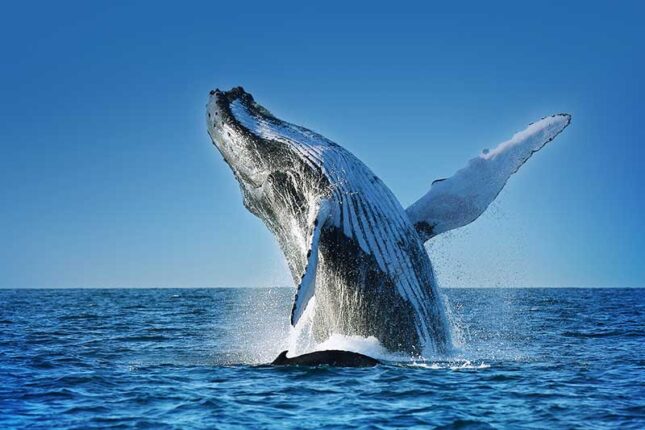 Whale-humpback-AdobeStock_379817570A-med-lo Whale-humpback-AdobeStock_379817570A-med-lo