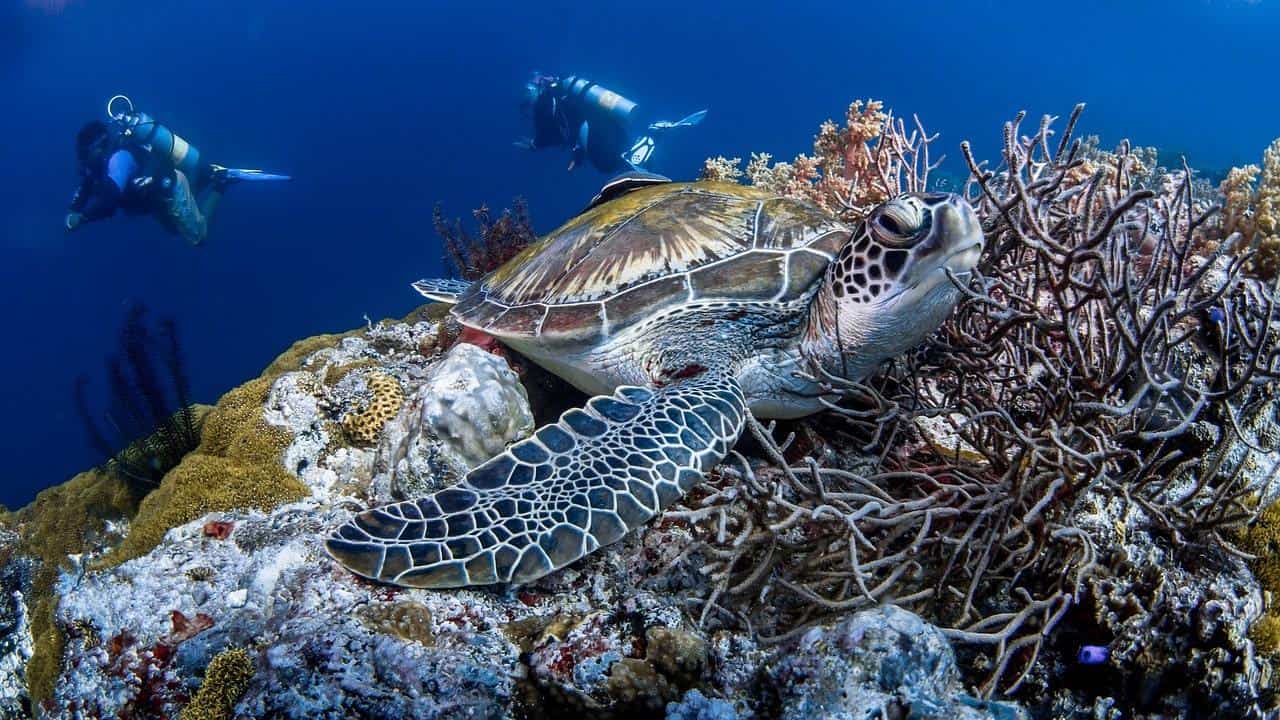 tortoise-reef_1280-min-a2f9c7c8