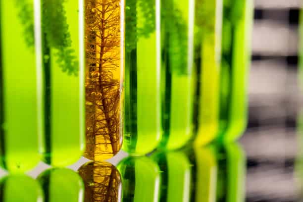Algae Biofuel Market