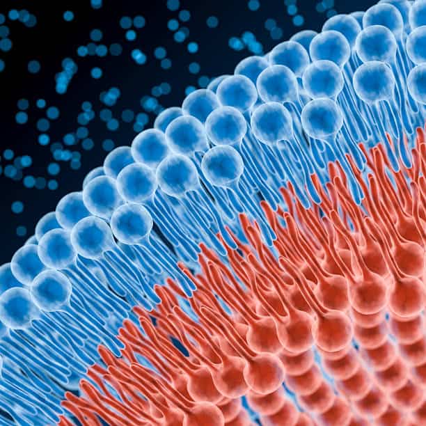 Lecithin and Phospholipids