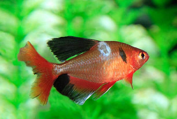 Pentaerythritol Tetra(3-mercaptopropionate) Market