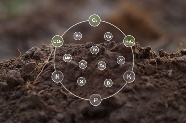 Phosphorus Acid