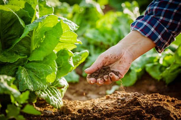 Specialty Fertilizer