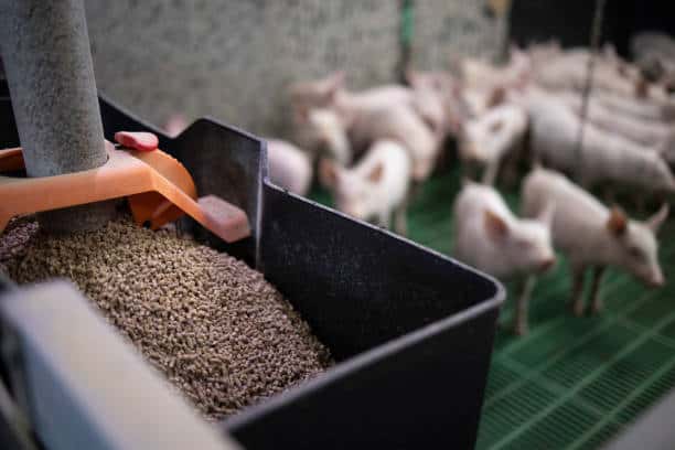 Swine Feed Market