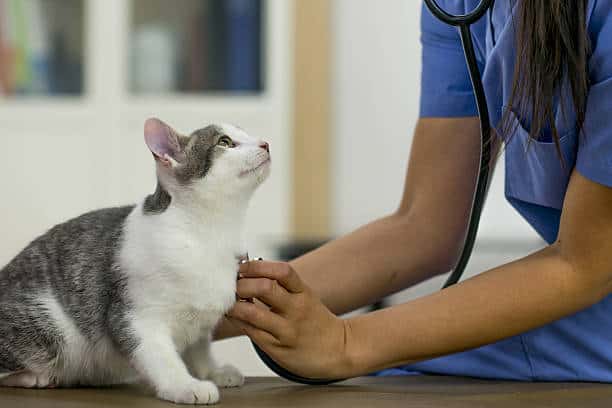 Animal Diagnostics Market Outlook: Key Factors Shaping the Industry’s Future