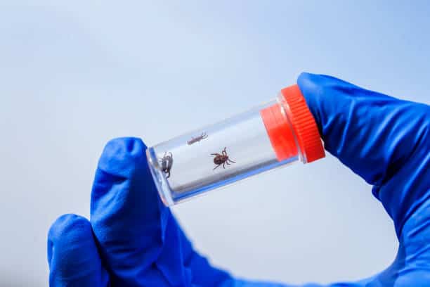 Animal Parasiticides Market Study: Comprehensive Segmentation and Forecasting