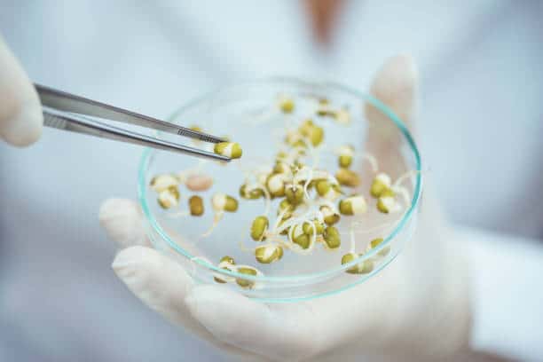 Biotech Seeds Market Report: A Comprehensive Overview of Key Developments