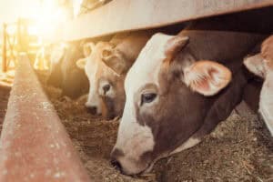 Bovine Lactoferrin Market