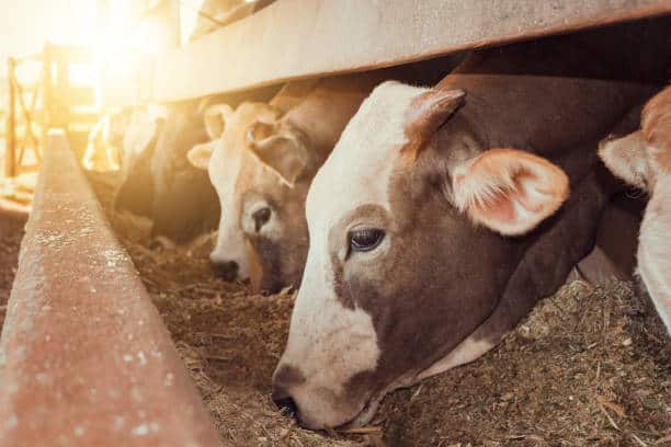 Bovine Lactoferrin Market Study: Comprehensive Segmentation and Forecasting