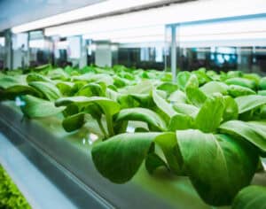 Indoor Farming Technology Market