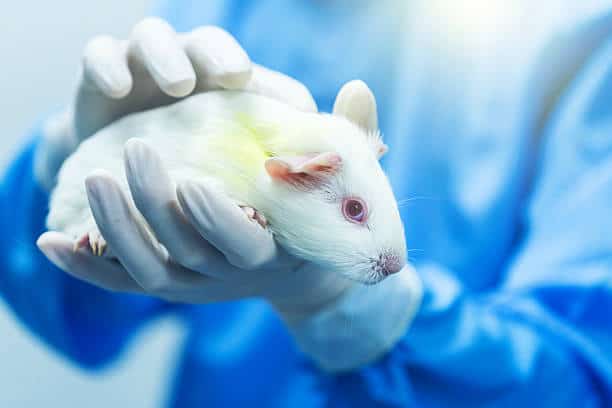 Mice Model Market