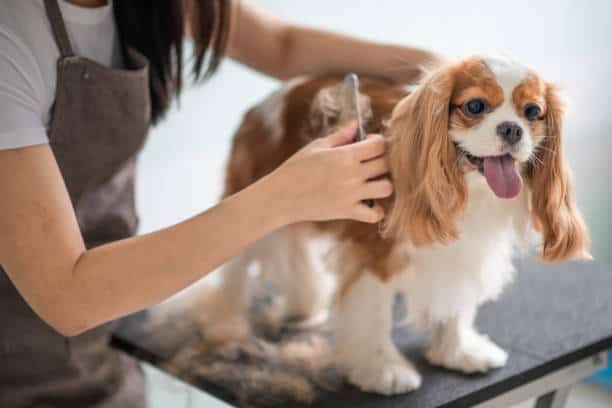 Pet Grooming Services Market
