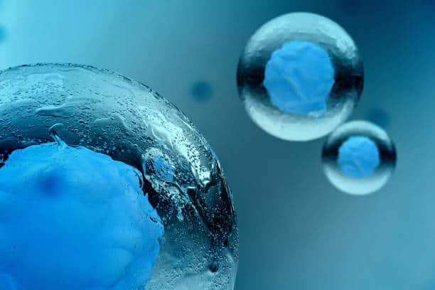 Plant Stem Cell