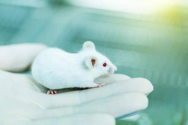 Rat Model