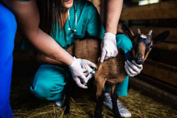 Animal Medicine Market Opportunities: Strategic Insights for Growth Up to 2035