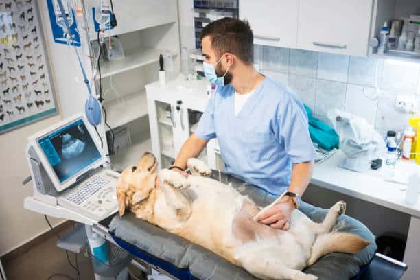 Veterinary Ultrasound Market Expansion: A Decade of Insights on Growth Potential by 2035