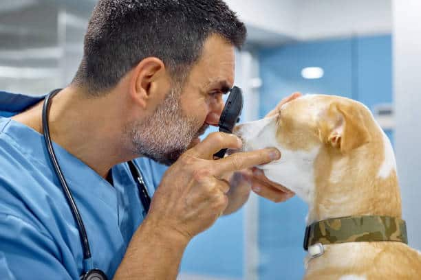 Veterinary Ophthalmology Equipment Market Insights: Strategic Growth Forecast and Projections (2025-2035)