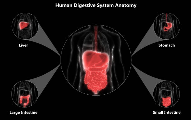 Hospital Acquired Urinary Tract Infection Market Opportunities: Strategic Insights for Growth Up to 2035