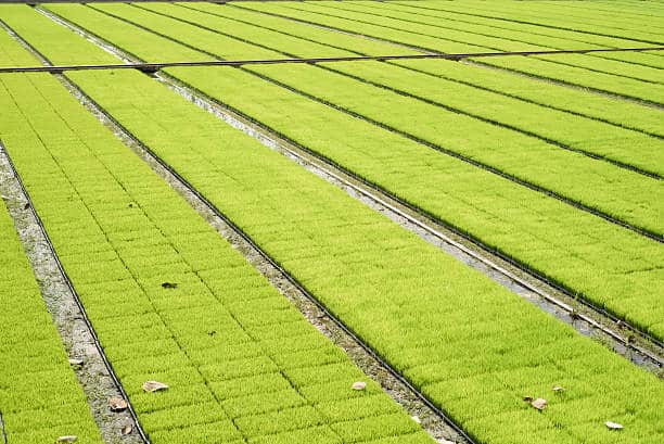Asia Pacific Agricultural Adjuvant Market Future Scope: Size, Share, and Growth Projections by 2035