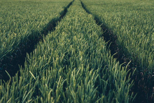 Asia Pacific Agricultural Adjuvant Market Growth Unveiled: Strategic Future Insights