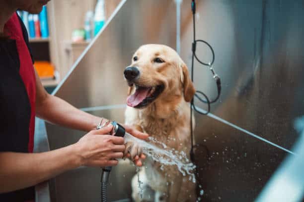U.S. Pet Grooming Market Projections: Decoding Growth and Share Trends to 2035