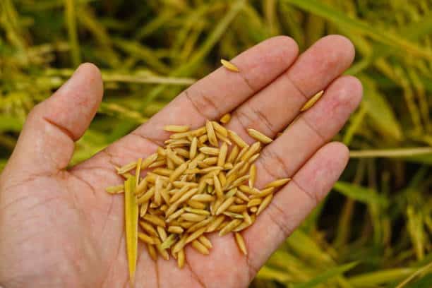 Singapore Hybrid Rice Seed Market Analysis: Trends, Opportunities, and Forecast