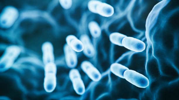 Korea Animal Intestinal Health Market Analysis: Trends, Opportunities, and Forecast