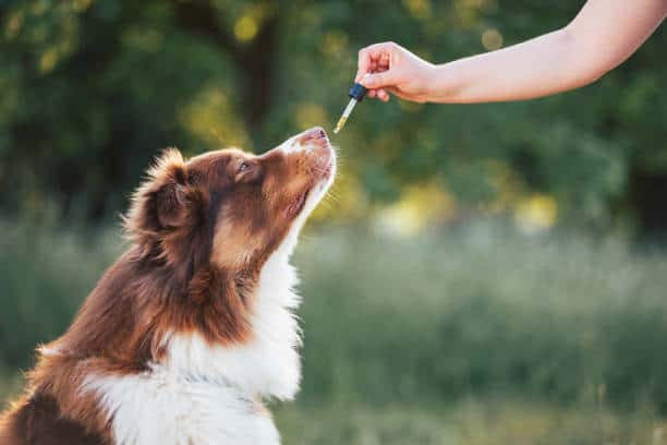 U.S Animal Medicine Market Growth: Innovation-Driven Strategy Insights