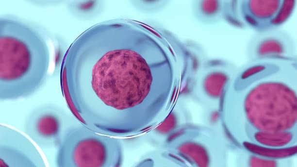 U.S Human Embryonic Stem Cells (HESC) Market Trends: Emerging Innovations and Dynamics