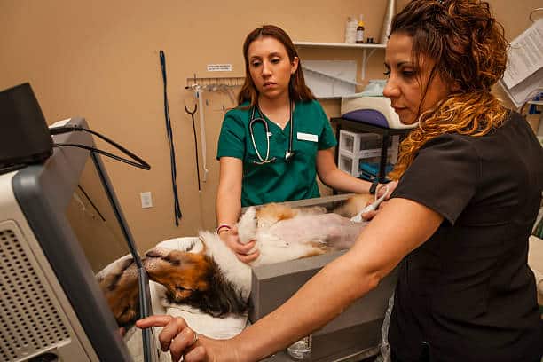 Japan Veterinary Imaging Market Outlook: Strategic Growth and Industry Insights