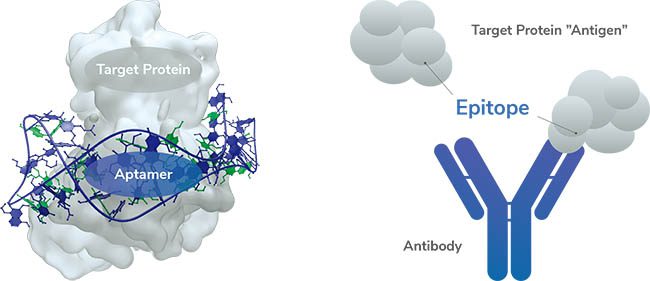 Aptamers Market Growing Strong; Know More