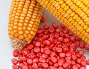 istockphoto-1254786897-612x612