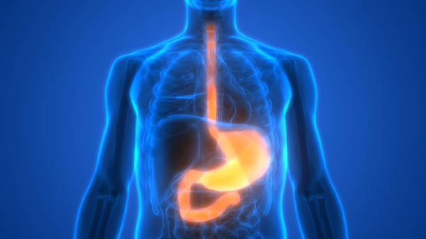 China Gastrointestinal Devices Market Spotlight: Size, Share, and Growth Trends Explored through 2035