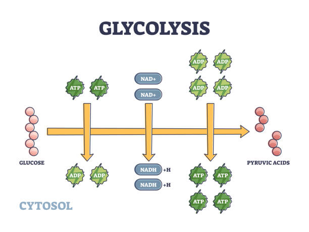 Malaysia Glycomics/Glycobiology Market Economic Forecast 2025: Tariff Impacts, Recession Risk & Recovery Scenarios