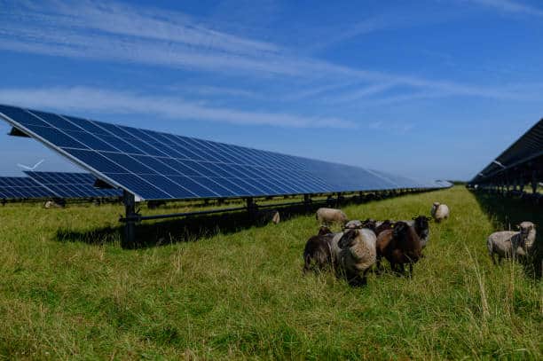 Japan Agrivoltaics Market Trends: Emerging Innovations and Dynamics